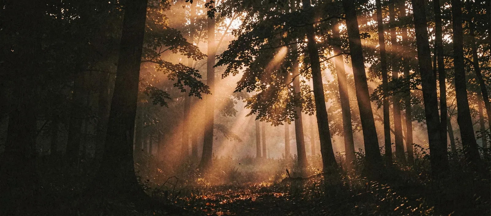 Low sunlight in shafts through the leaves and trunks of a forest at dawn